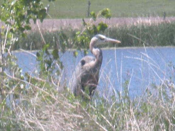 Spring - baby blue heron