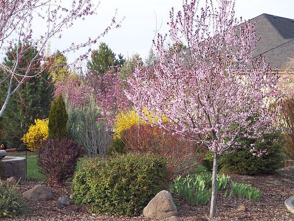 Spring - Backyard