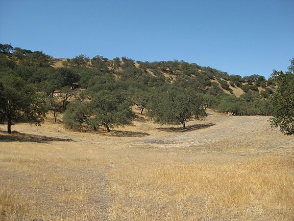 Lower meadow in Summer