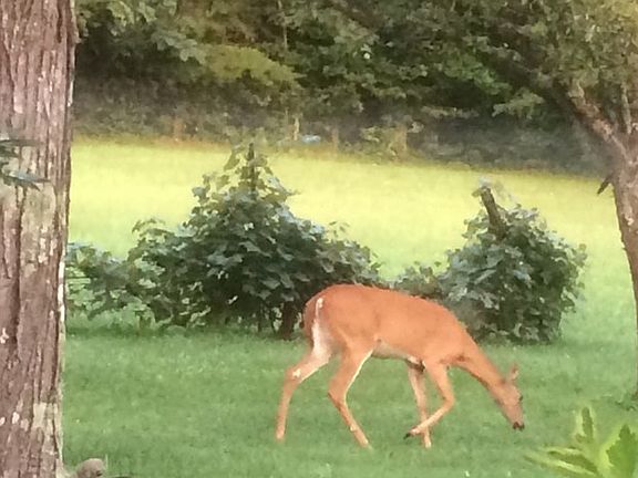 Backyard with a visitor