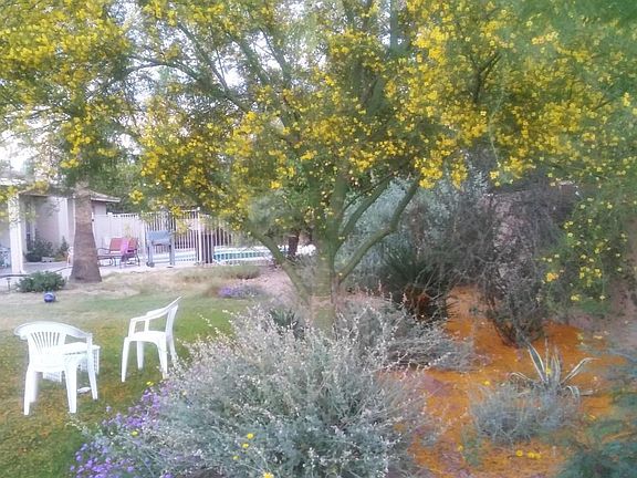 backyard in bloom
