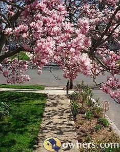 Magnolia blossoms in front yard