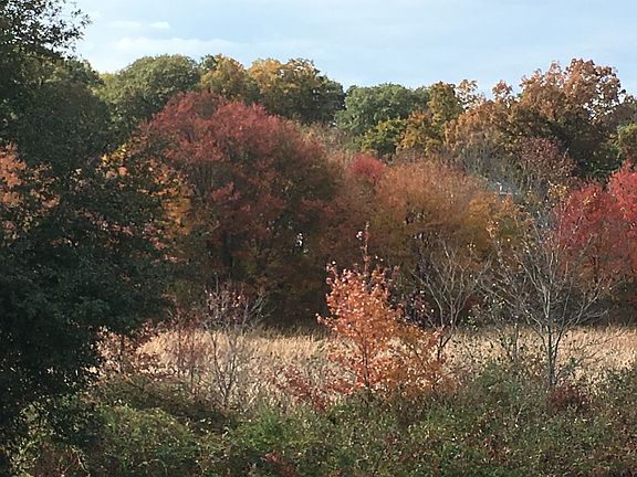 View from back porch