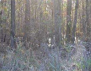 2nd image of 6343 Highway 17