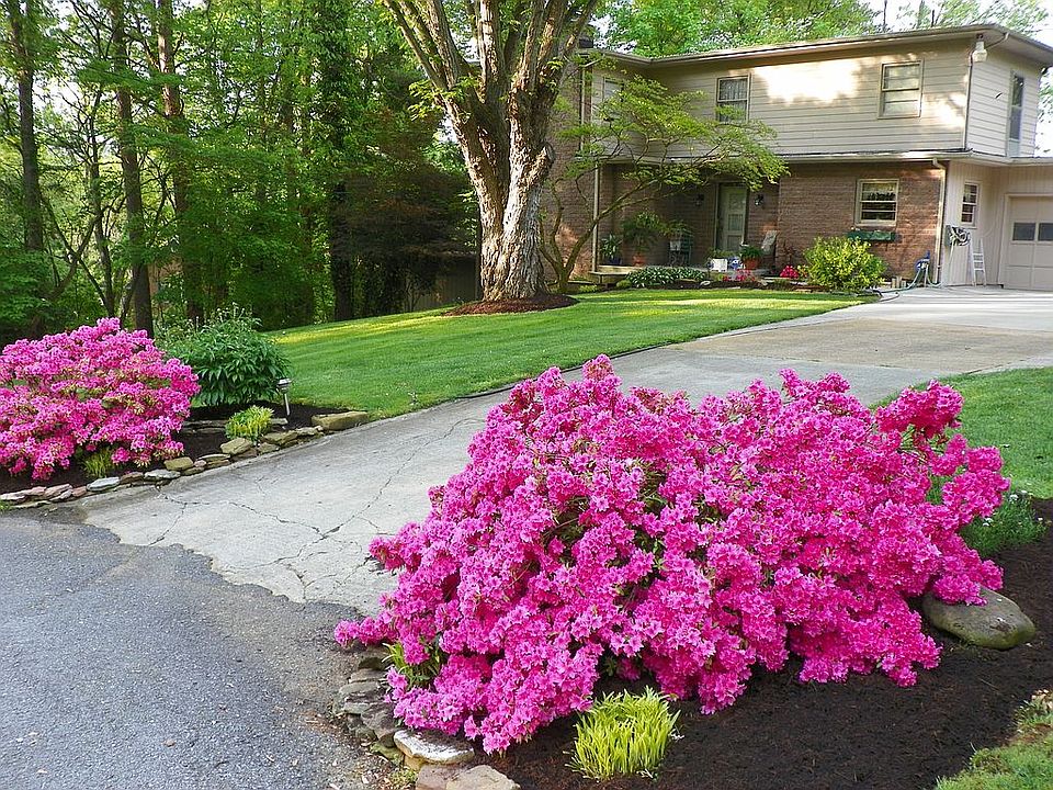 Azalea's at end of Driveway
