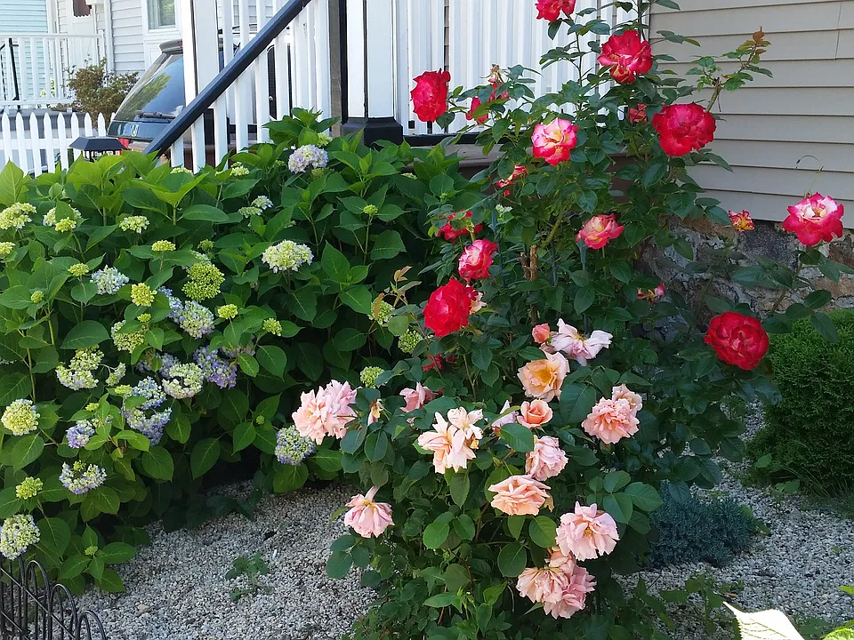 front garden