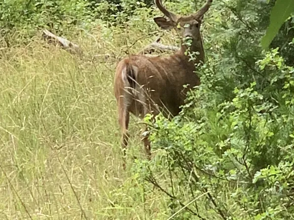 0 Raspberry Way, Roseburg, OR 97470