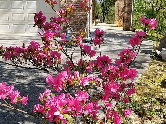 Early spring of front walk