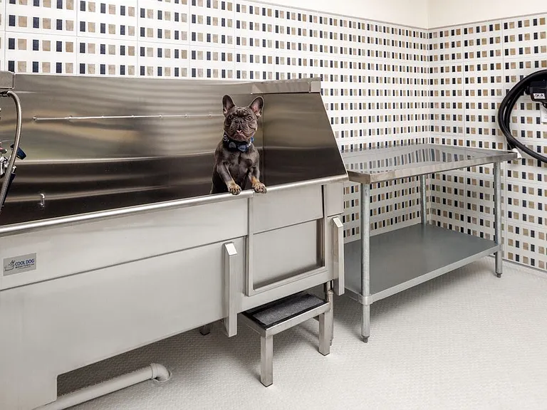WAG pet spa