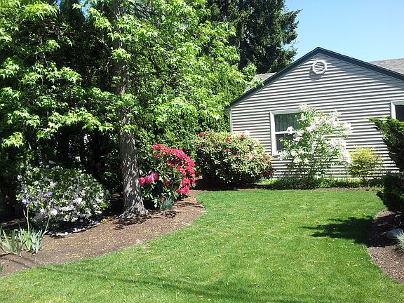 rhododendrons and lilacs