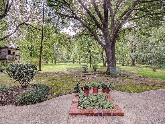 Large oaks, view of backyard
