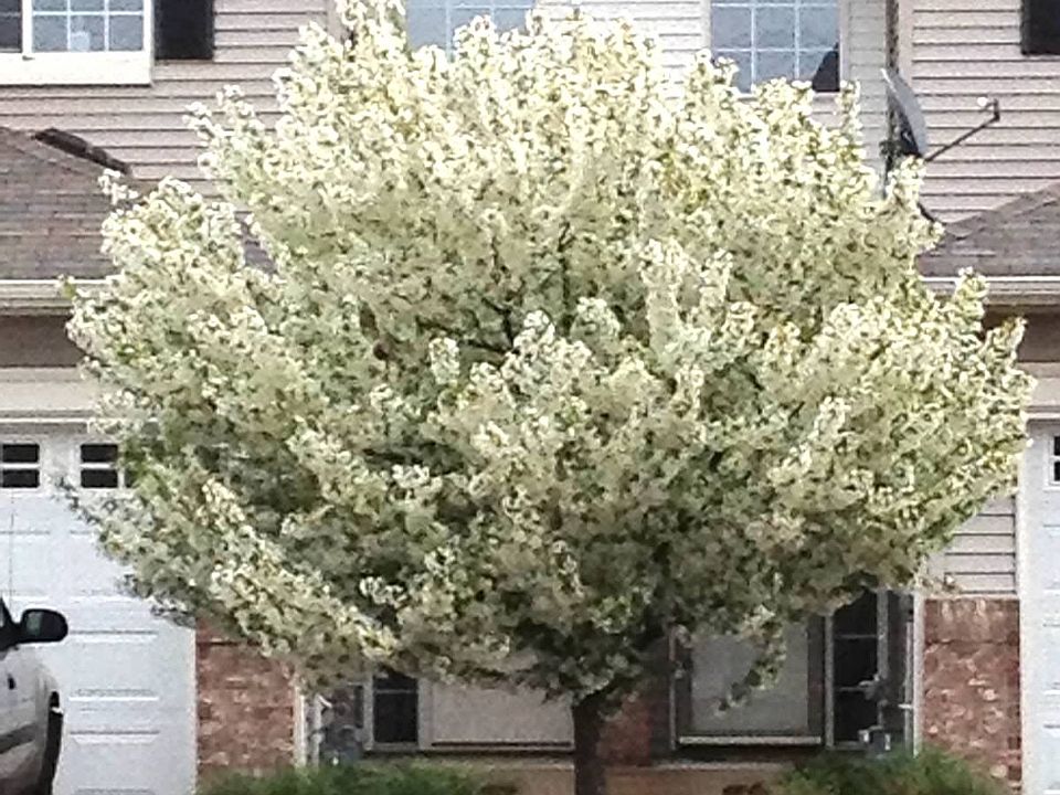 1st image of 2420 Cotton Ln