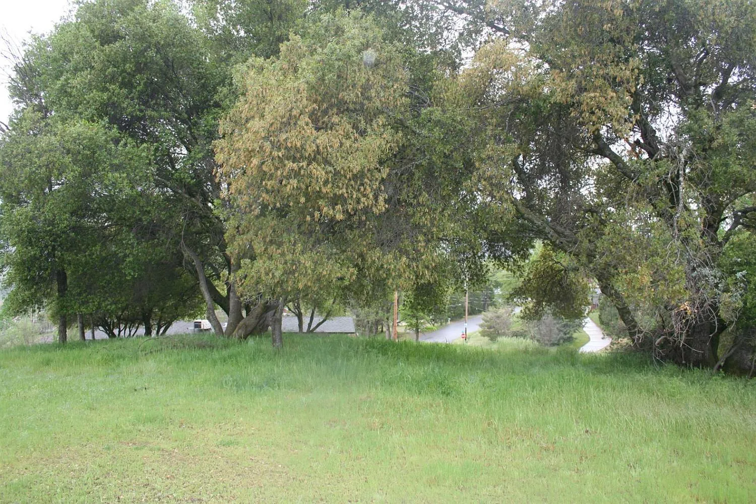 Live Oak Dr photo 1