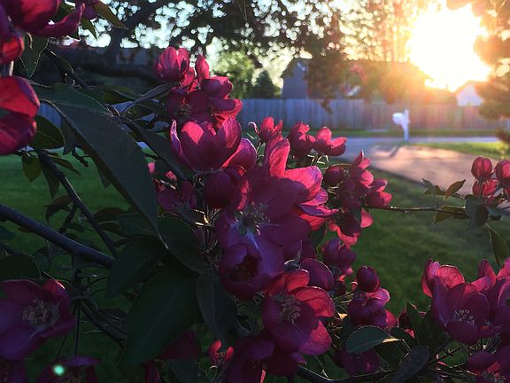 May flowers...