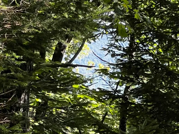 Shamokin Springs Trl, Roseland, VA 22967