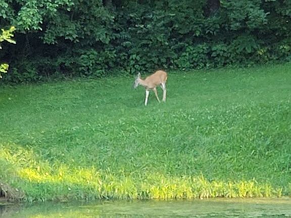 Wildlife from front porch