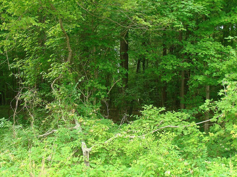 2nd image of Webb Rd
