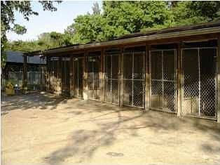 Outside runs from main room of kennel