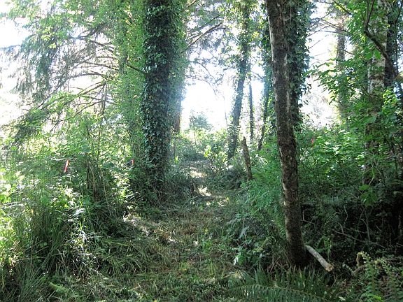 4th image of Land- Aldercove .34 Acres