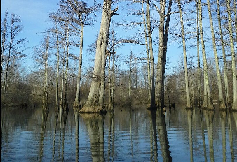 Cypress Trees