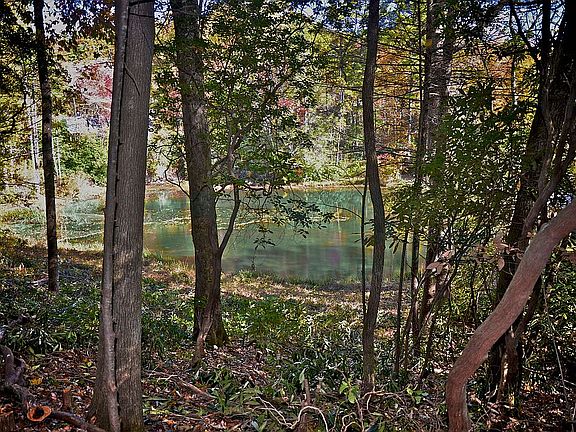 View of pond from homesite