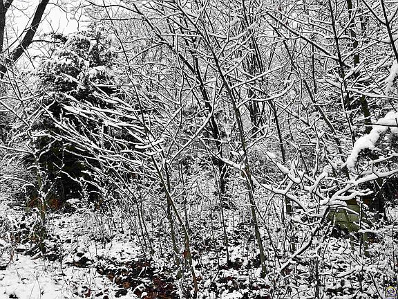 2nd image of 7969 Rock Creek Dr