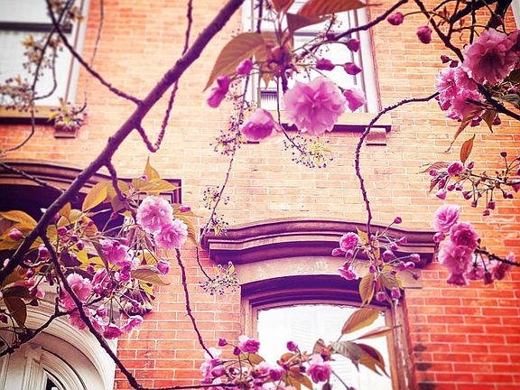 fa_ade with cherry blossom in may