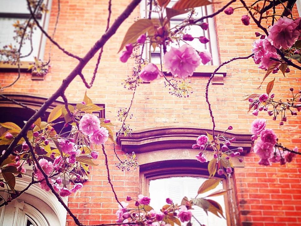 fa_ade with Cherry blossom