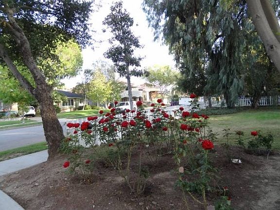 Front Yard Rose Garden