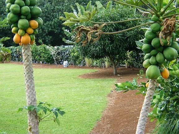 Loads of Fruit Trees in the large fenced back yard