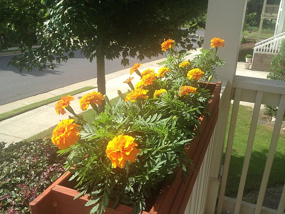 View from the front porch