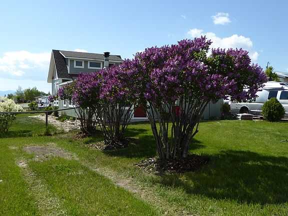 view to the back yard