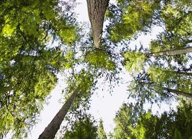 trees