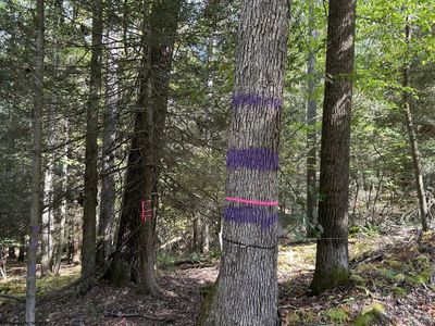 Copper Head Rd, Terra Alta, WV, 26764