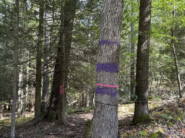 Copper Head Rd, Terra Alta, WV 26764