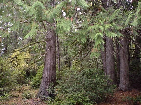 Cedar Wooded Lot/ w View