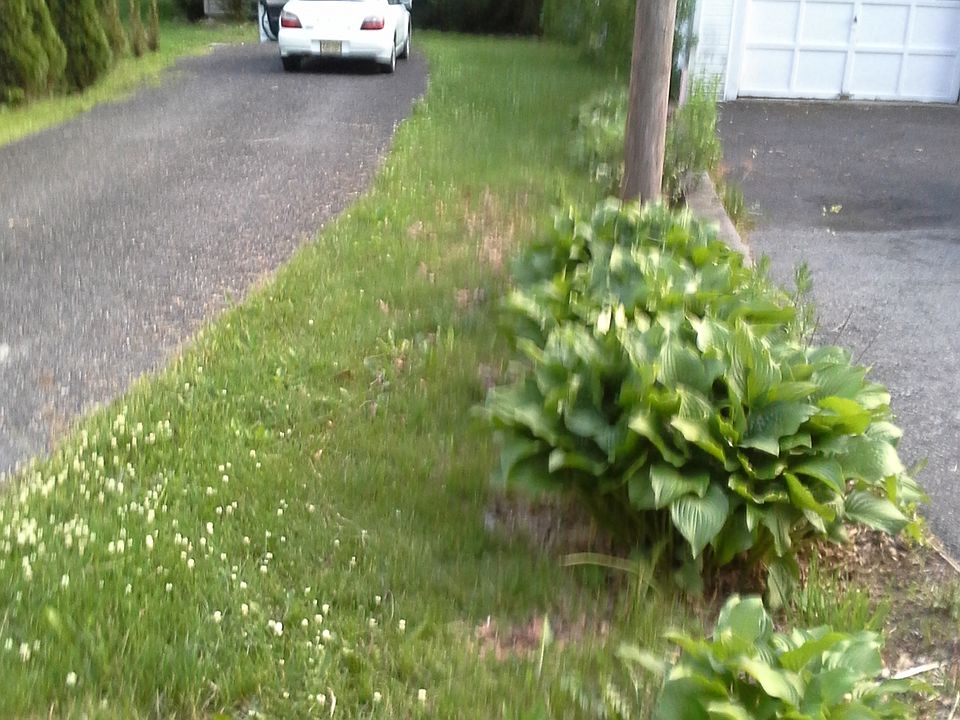 hostas
