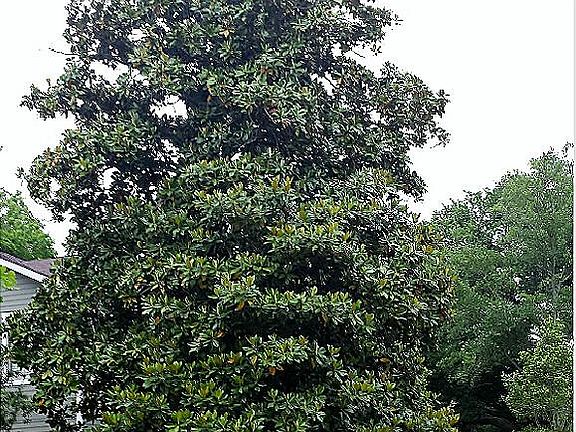 2924 Rice Blvd has mature trees, including this magnolia.