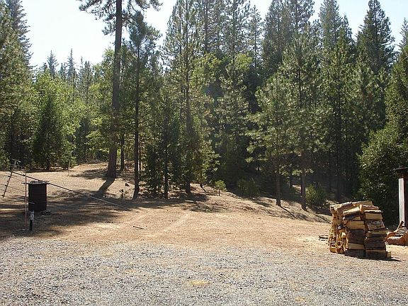 pine trees