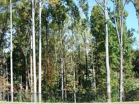 Golf Course View Beyond These Hardwoods!