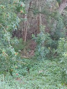 1114 S Blalock Way, Crystal River, FL, 34429