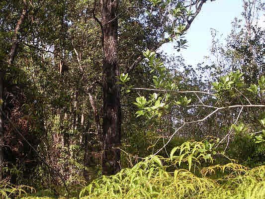 1st image of Road 9 Koloa Maoli Lot 5580