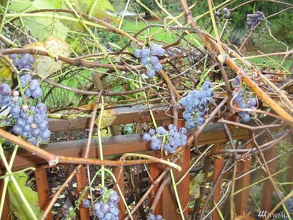 These are the grapes that are growing on the right side of the deck as seen in the previous picture.