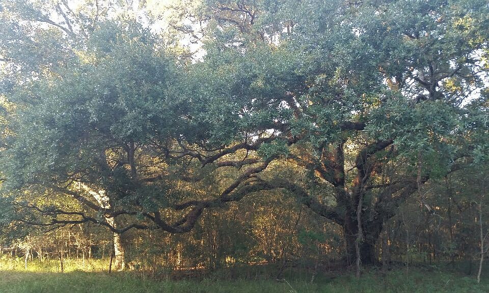 2nd image of 0 Pecan Drive #1