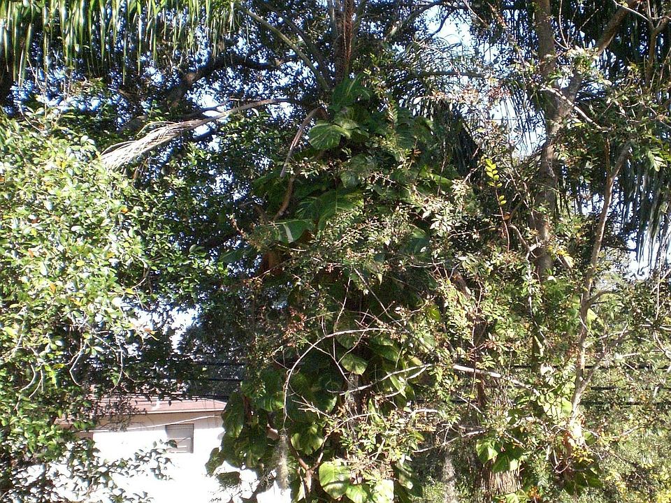 Great yard with beautiful lawn and so much potential