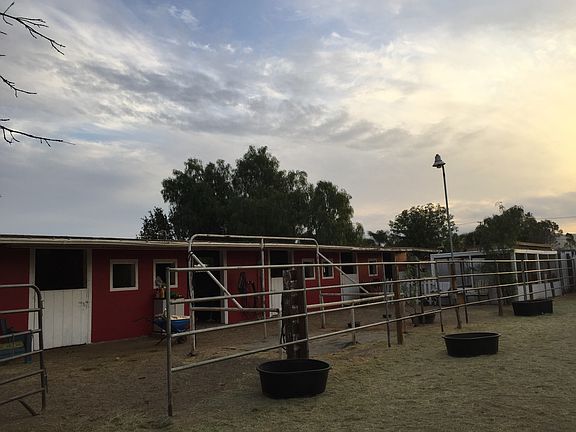 two shade trees here now