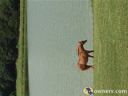 Overlooking the lake and field