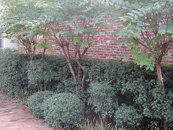Lush plantings in courtyard