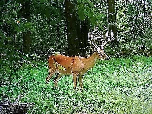 Mature deer on property 