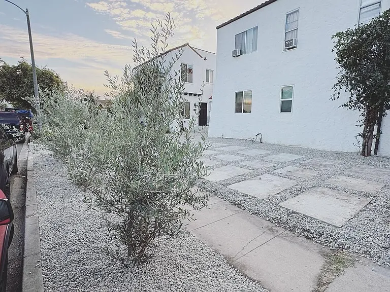 Front yard w/Olive Tree Hedge